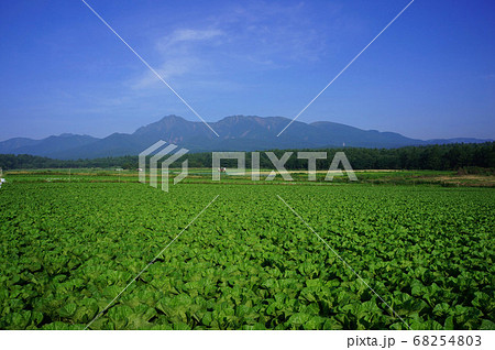 八ヶ岳と白菜畑の高原風景 八ヶ岳と白菜畑の高原風景 68254803
