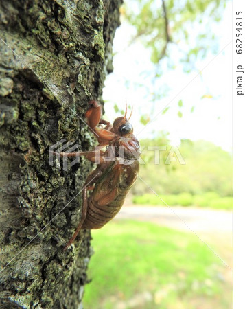 木を登るミンミンゼミの幼虫の写真素材