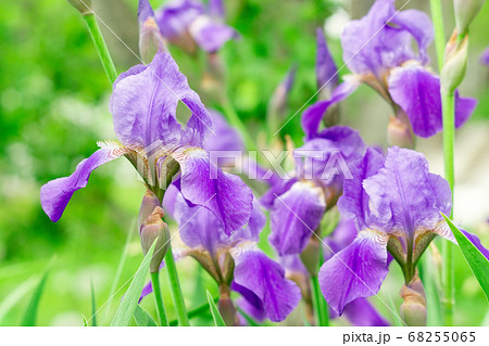 Iris Iris germanica Purple Bloom. selective focus, natural flowers in the garden 68255065