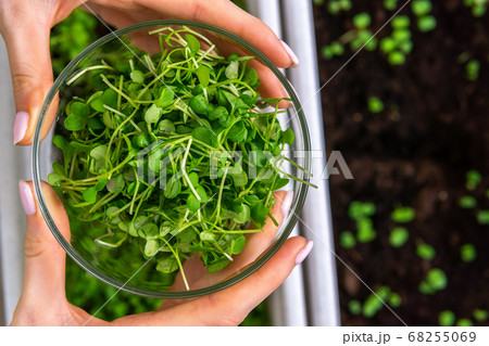 Fresh micro greens girl holding a bowl of salad. Growing sprouts for healthy salad. restaurant cuisine concept, healthy food, diet 68255069