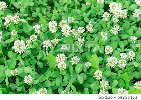 clover flowers. Dutch clover on lawn in spring or summer garden. floral background. Blooming ecology nature landscape clover flowers. Dutch clover on lawn in spring or summer garden. floral background. Blooming ecology nature landscape 68255153