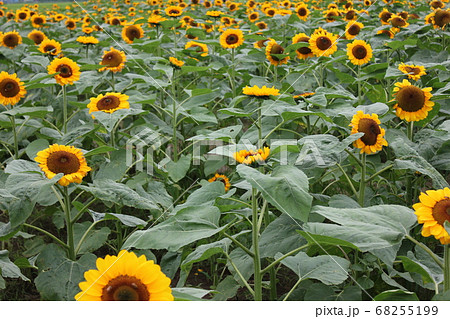 ひまわり畑  -Sunflower field-　 **＊＊＊向日葵❜s＊＊＊** 68255199