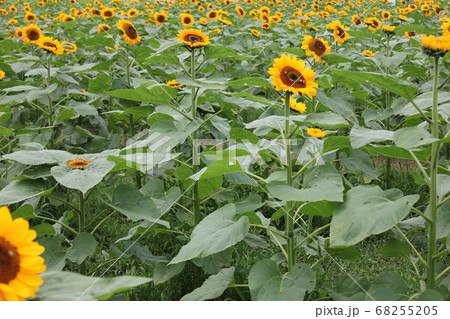 ひまわり畑  -Sunflower field-　 **＊＊＊向日葵❜s＊＊＊** 68255205
