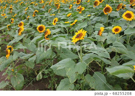 ひまわり畑  -Sunflower field-　 **＊＊＊向日葵❜s＊＊＊** 68255208