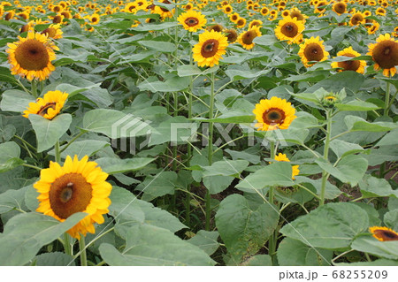 ひまわり畑  -Sunflower field-　 **＊＊＊向日葵❜s＊＊＊** 68255209