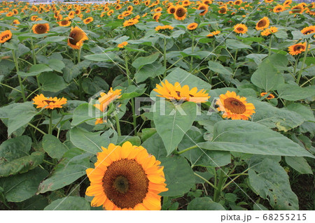ひまわり畑 -Sunflower field- *****向日葵❜s***** ひまわり畑 -Sunflower field- *****向日葵❜s***** 68255215