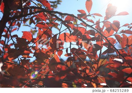 ドウダンツツジ 68255289