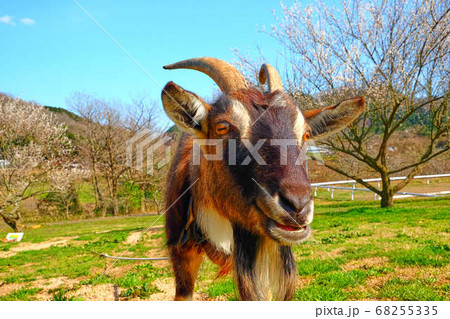 アルパインヤギ アルパインヤギ 68255335