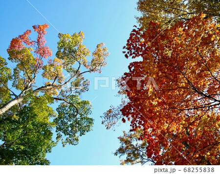 紅葉する木々 紅葉する木々 68255838