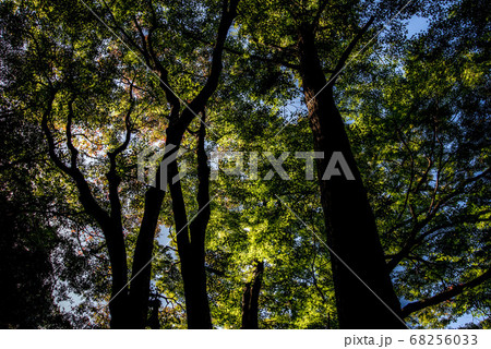 廃寺の風景　旧千燈寺 68256033