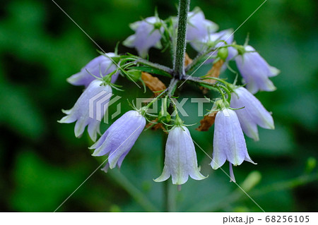ツリガネニンジンの花 ツリガネニンジンの花 68256105