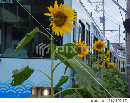 江ノ電とヒマワリ 68256217
