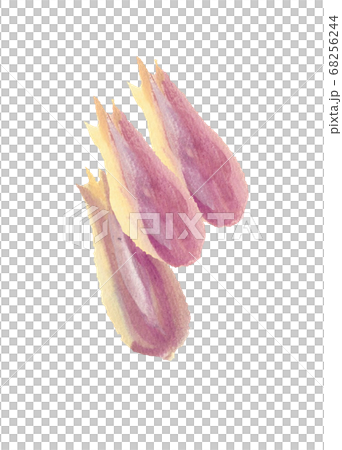 Myoga水彩手繪 Myoga水彩手繪 68256244