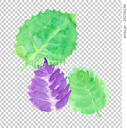 紫蘇水彩手繪 紫蘇水彩手繪 68256246
