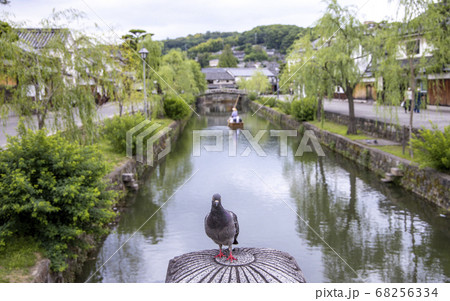 倉敷美観地区の橋に留まって休憩している鳩 68256334