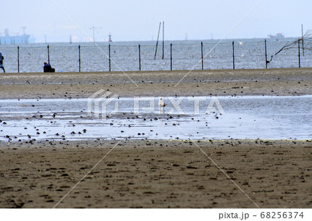 ふなばし三番瀬海浜公園 ウミネコ ふなばし三番瀬海浜公園 ウミネコ 68256374