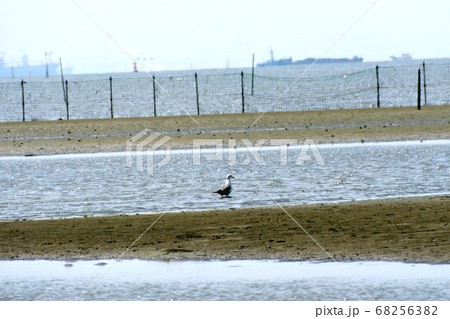 ふなばし三番瀬海浜公園 ウミネコ 68256382
