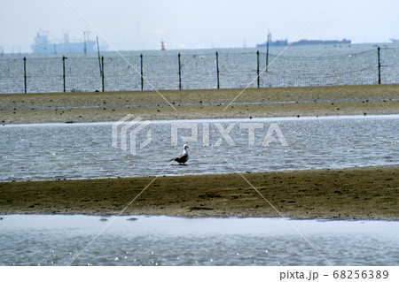 ふなばし三番瀬海浜公園 ウミネコ 68256389