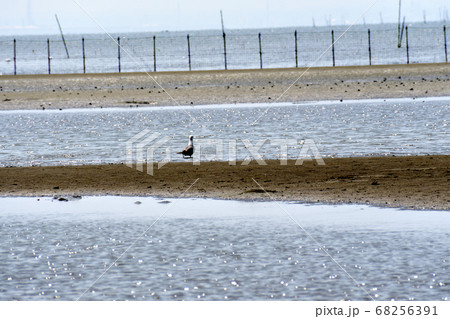 ふなばし三番瀬海浜公園 ウミネコ ふなばし三番瀬海浜公園 ウミネコ 68256391