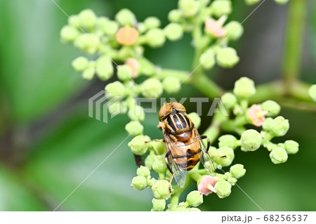 キゴシハナアブ キゴシハナアブ 68256537