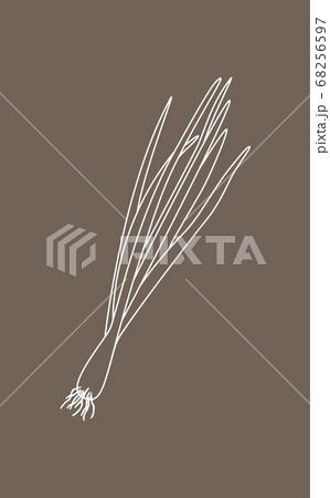 Sprouting onion isolated on beige background. Lined vector illustration 68256597