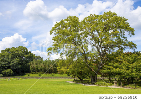 岡山後楽園の中で一本の高い木を、梅雨の合間に見た様子 68256910