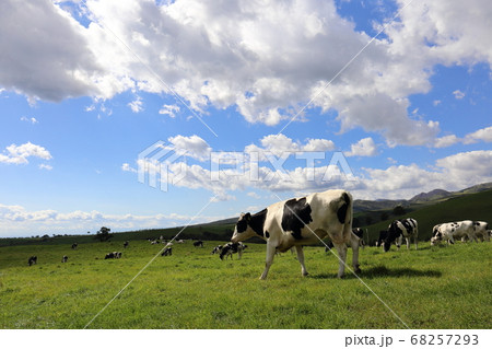 北海道 上士幌 ナイタイ高原牧場 かわいい牛 北海道 上士幌 ナイタイ高原牧場 かわいい牛 68257293
