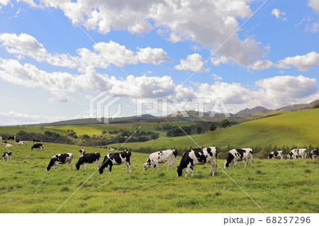 北海道　上士幌　ナイタイ高原牧場　かわいい牛 68257296