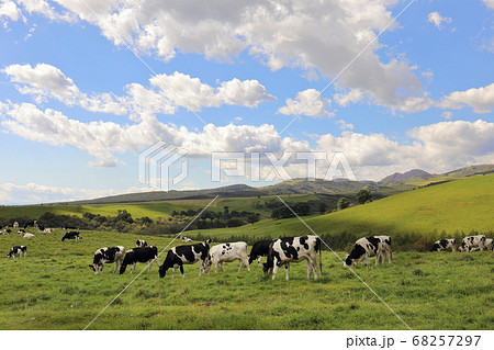 北海道　上士幌　ナイタイ高原牧場　かわいい牛 68257297