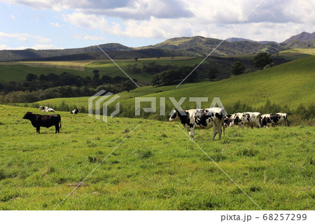 北海道　上士幌　ナイタイ高原牧場　かわいい牛 68257299