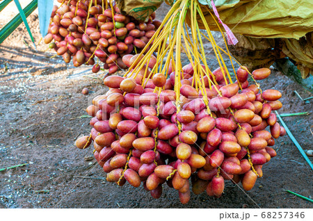 Bunch of Fresh Red Date Fruit hanging on Date 68257346