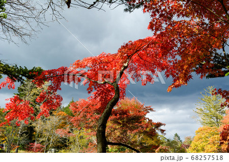 黒い雲と雲場池の紅葉-2018年 黒い雲と雲場池の紅葉-2018年 68257518