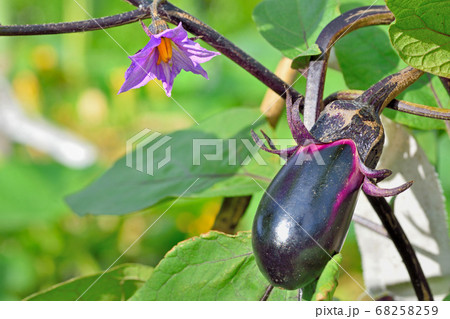 ナスの花と実の写真素材 6559