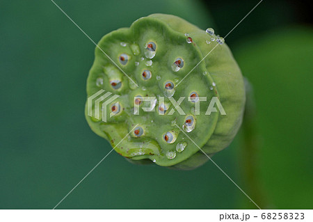 金性寺の蓮(知里の曙) 金性寺の蓮(知里の曙) 68258323