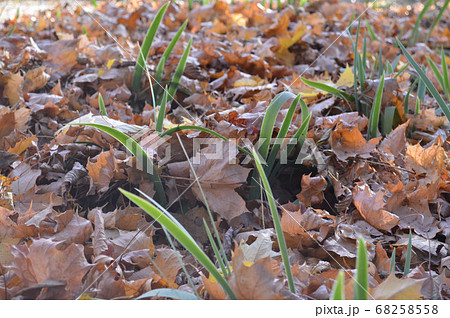 Green long fresh grass grows through a natural Green long fresh grass grows through a natural 68258558