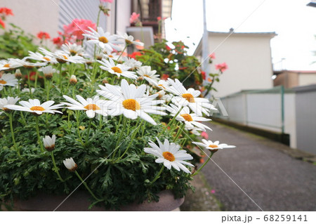 道端の白い花 道端の白い花 68259141