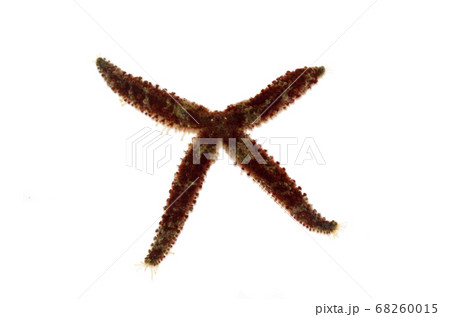 分裂したヤツデヒトデ 白バック 分裂したヤツデヒトデ 白バック 68260015