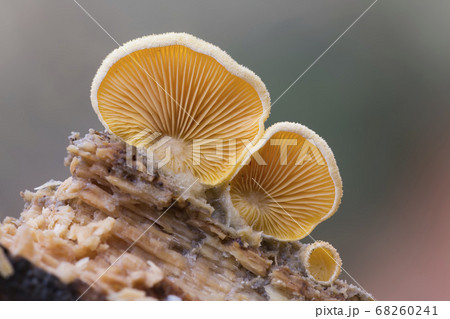Mock oyster or orange oyster (Phyllotopsis Mock oyster or orange oyster (Phyllotopsis 68260241