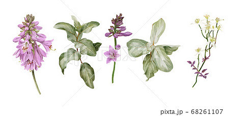 Hosta flowers, silverberry branches and white clematis 68261107