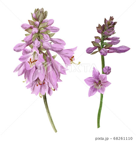 Delicate violet hosta flowers, hand drawn vector 68261110