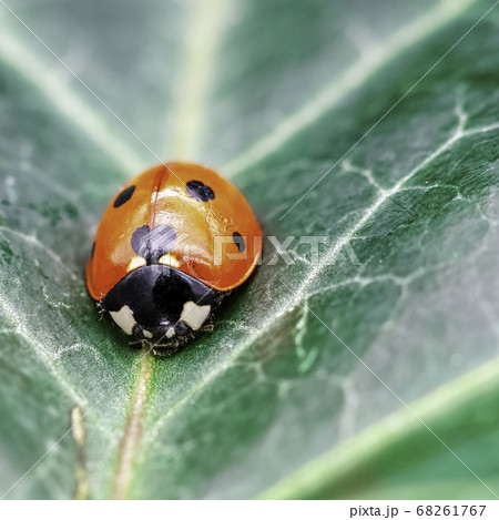 Coccinella septempunctata, known as C-7, seven-spot ladybird, ladybug, or lady beetle  68261767
