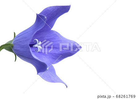 桔梗の花 　秋の七草のひとつ　（fix撮影） 68261769