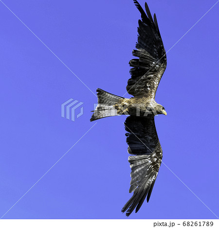 Flying red kite (Milvus milvus) Flying red kite (Milvus milvus) 68261789