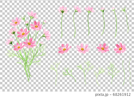 水彩で描いたコスモスのパーツセット 68261912