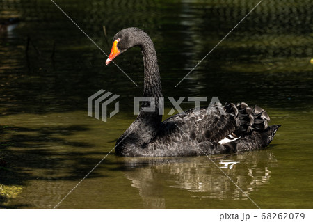 Black Swan, Cygnus atratus in a german nature park 68262079