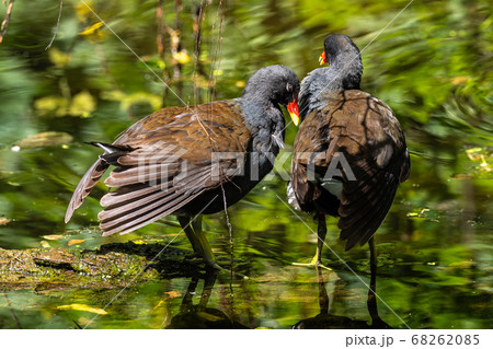 Common moorhen Gallinula chloropus also known as Common moorhen Gallinula chloropus also known as 68262085