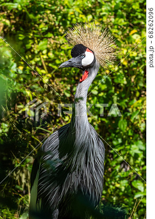 Black Crowned Crane, Balearica pavonina in a park Black Crowned Crane, Balearica pavonina in a park 68262096
