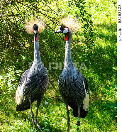 Black Crowned Crane, Balearica pavonina in a park 68262128