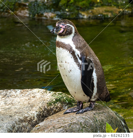Humboldt Penguin, Spheniscus humboldti in a park 68262135