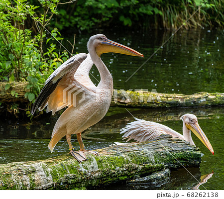 Great White Pelican, Pelecanus onocrotalus in a Great White Pelican, Pelecanus onocrotalus in a 68262138